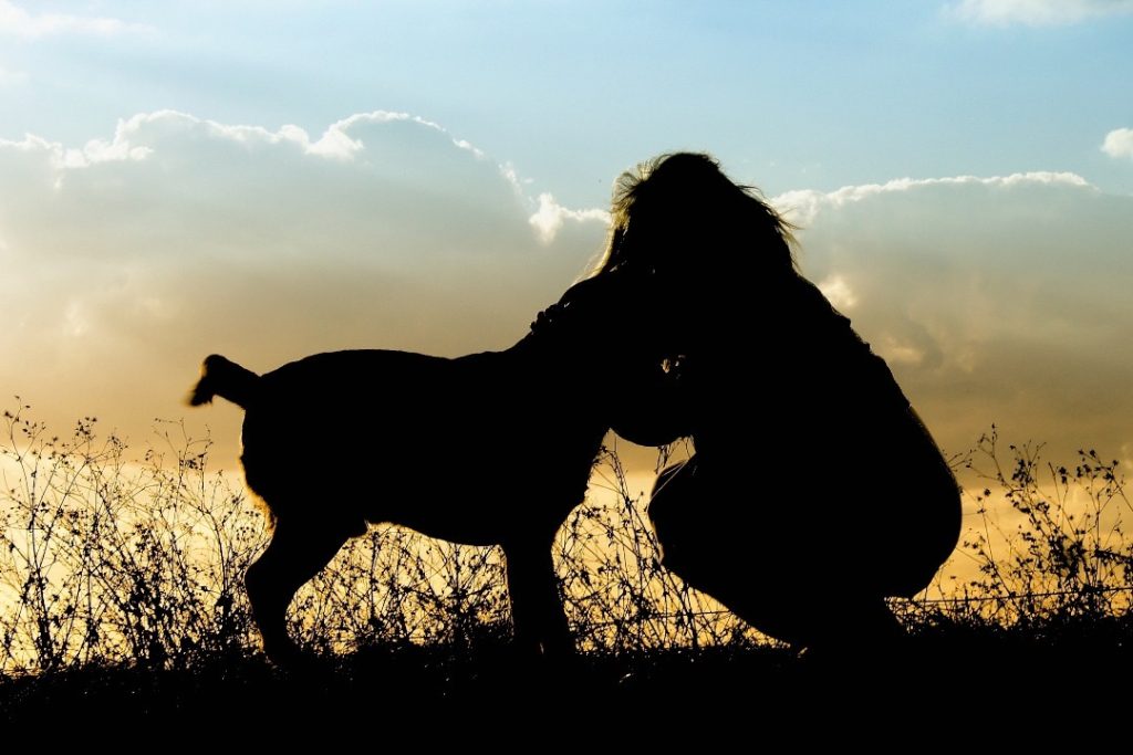 pet dog hug sunset