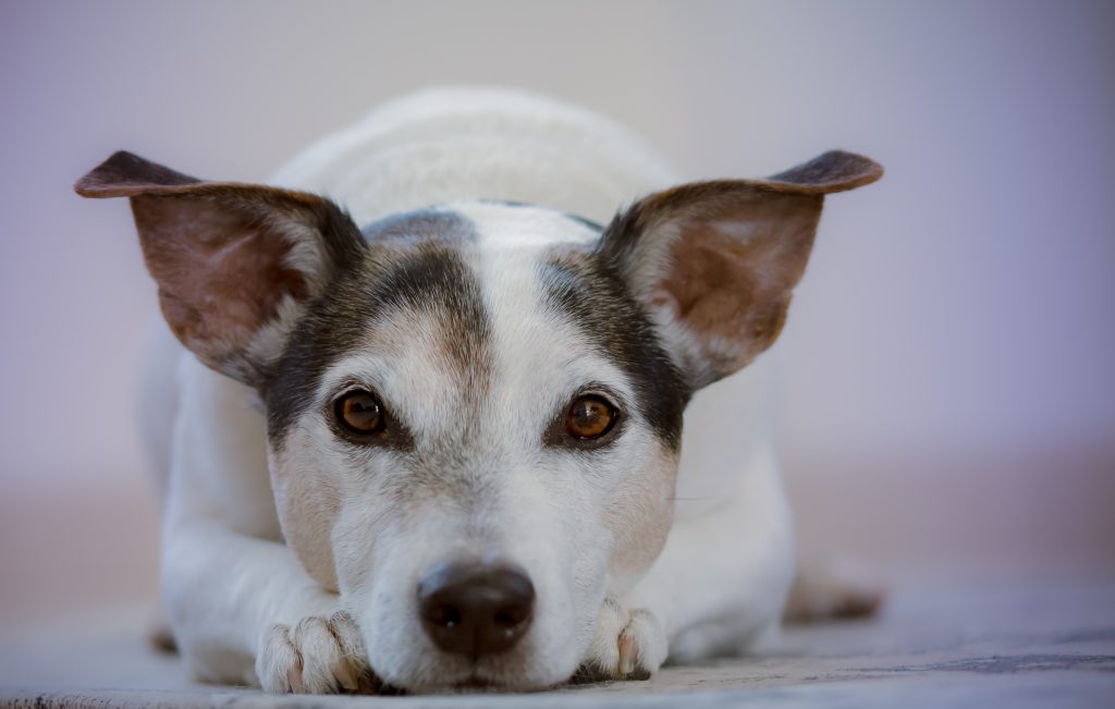 pet dog