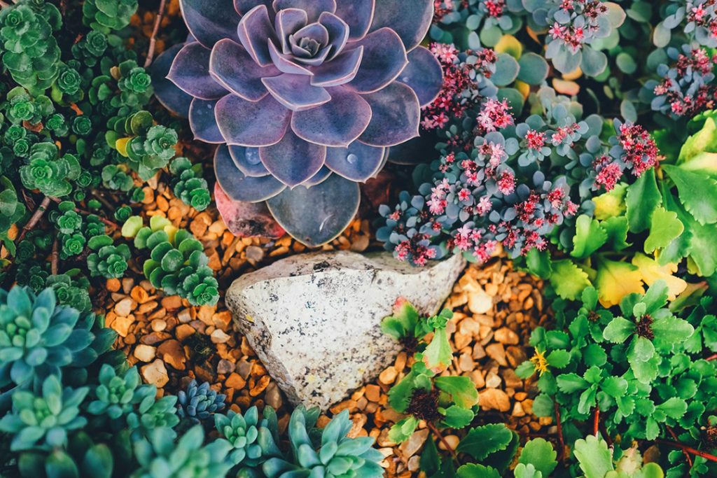 How to save dying succulents and cacti