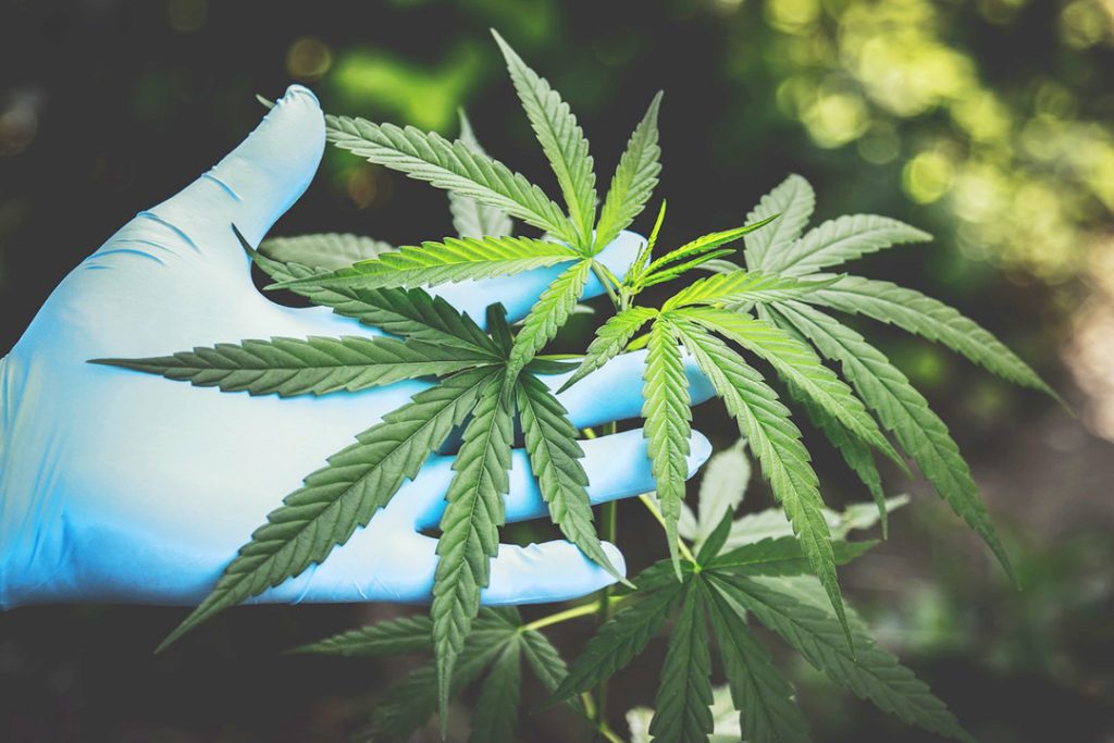 CBD comes from the cannabis plant
