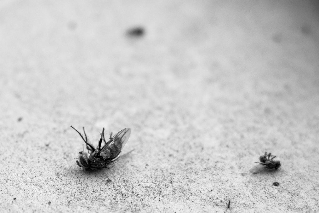 How to stay on top of office pest control